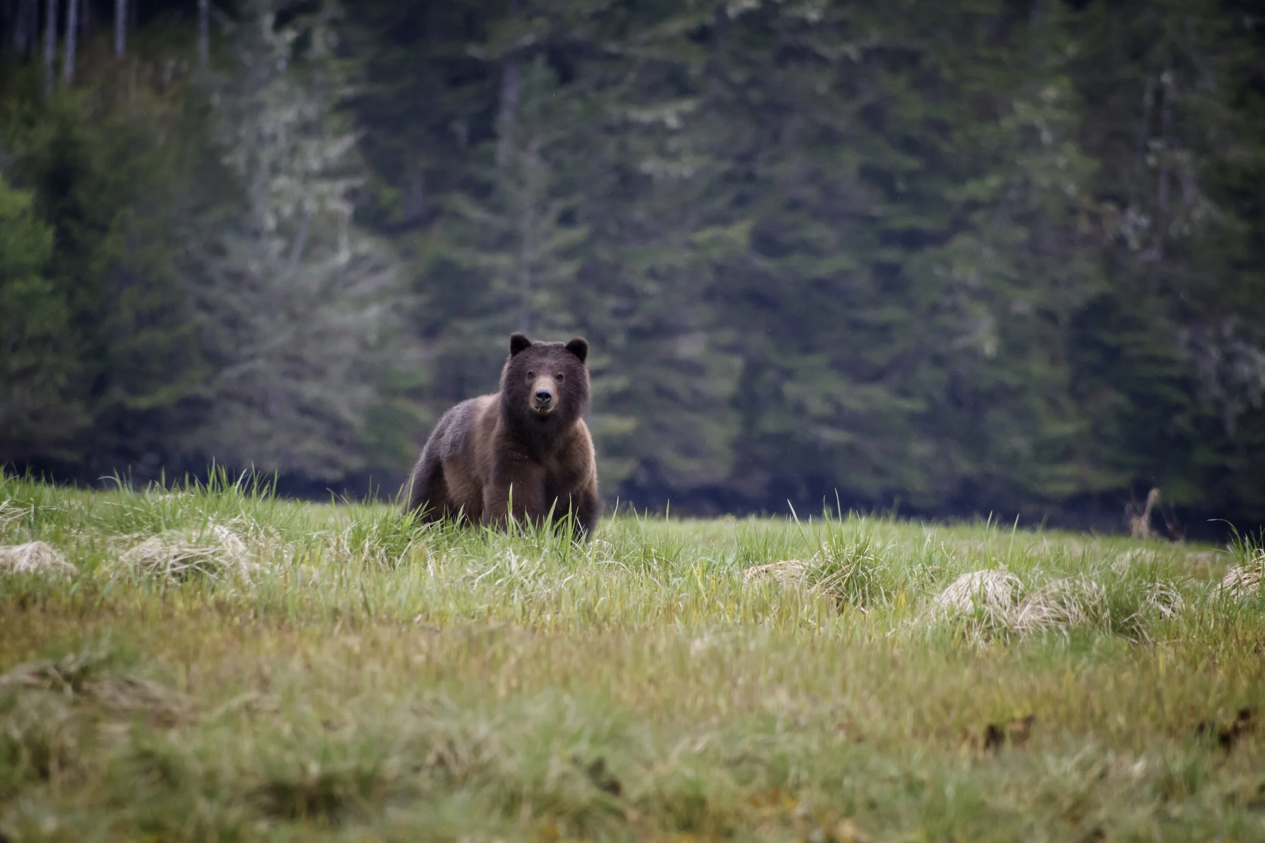 Adventure Sitka's Fortress of the Bears & Silver Bay Homestead
